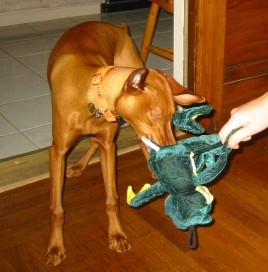 Moxie Kills the Frog